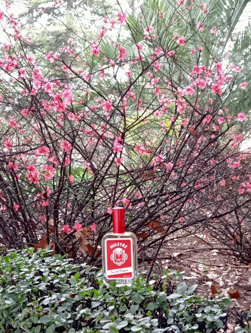 181. Red Berries